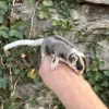 sugar glider