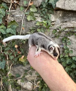 sugar glider