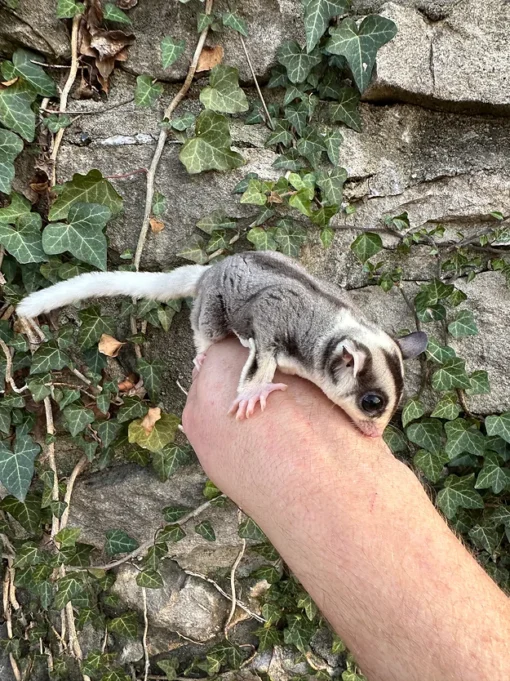 sugar glider