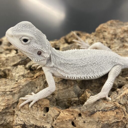 hypo zero bearded dragon for sale