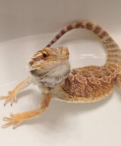 bearded dragons