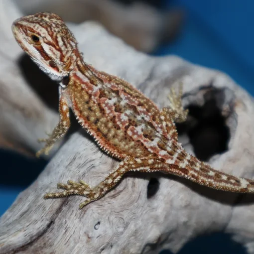 Leatherback Bearded Dragon