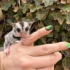 sugar gliders for sale