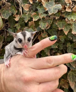 sugar gliders for sale