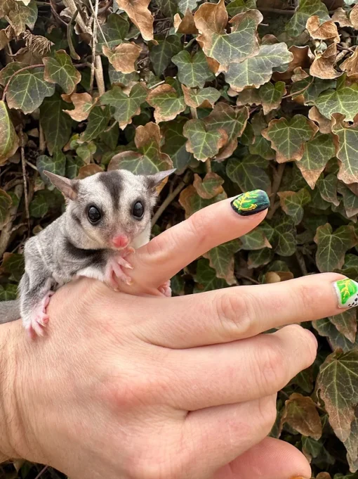 sugar gliders for sale