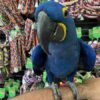 Hyacinth Macaw Parrots