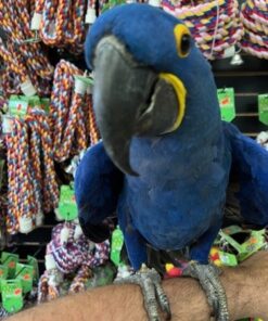 Hyacinth Macaw Parrots