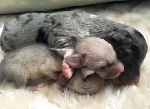 fennec fox pups for sale