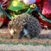 Hedgehog for sale uk