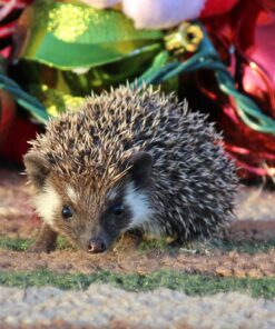 Hedgehog for sale uk