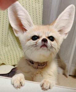 baby fennec fox