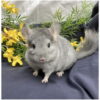 Male Chinchilla for Sale