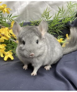 Male Chinchilla for Sale