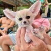 fennec fox kits for sale