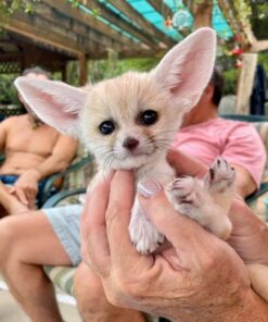 fennec fox kits for sale