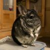 Buy chinchilla Online