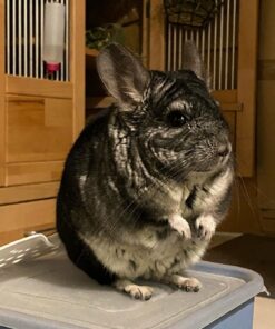 Buy chinchilla Online