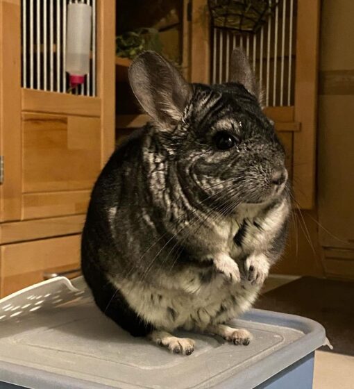 Buy chinchilla Online