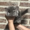 chinchillas for sale