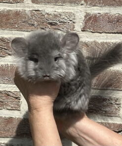 chinchillas for sale