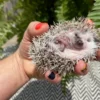 Baby Hedgehog for Sale