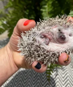 Baby Hedgehog for Sale