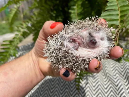 Baby Hedgehog for Sale