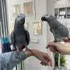 African Gray Parrot Price