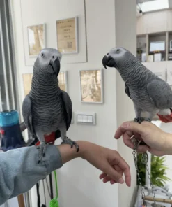 African Gray Parrot Price