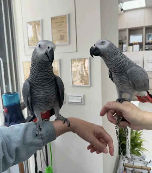 African Gray Parrot Price