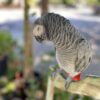 african gray parrot for sale