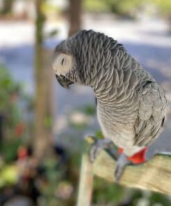 african gray parrot for sale