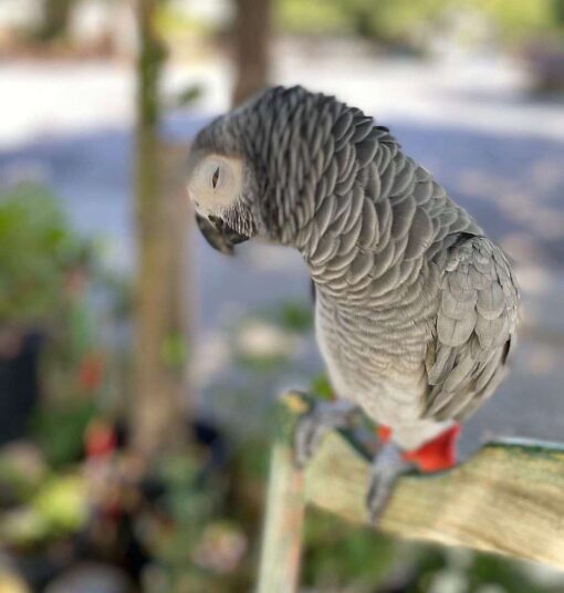 african gray parrot for sale