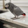 African Gray Parrot for Sale Near