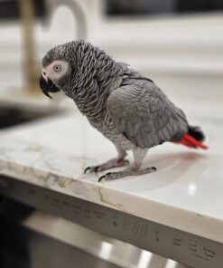 African Gray Parrot for Sale Near