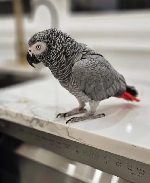 African Gray Parrot for Sale Near