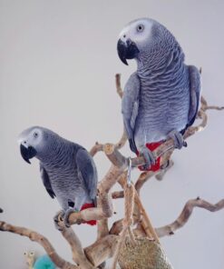 Congo African Grey Parrots