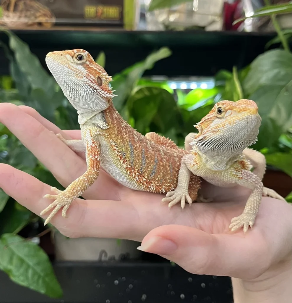 Bearded Dragons for Sale